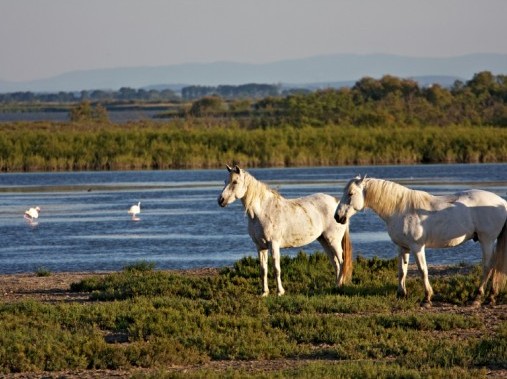 Familienfreundliche Ferienwohnung in der Camargue