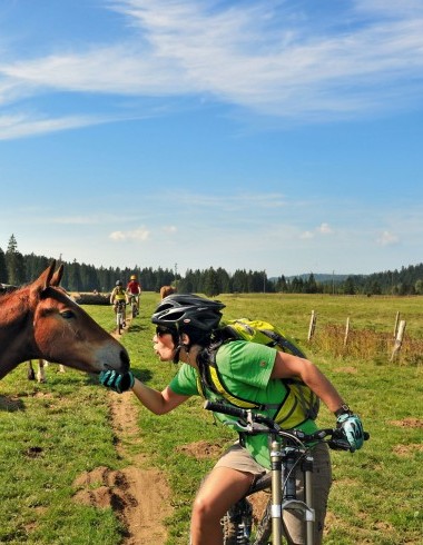 Fahrradfahrerin will Pferd küssen