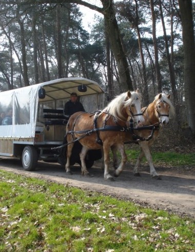 Center Parcs, Domaine Limburgse Peel: les beautés de la nature du Limbourg