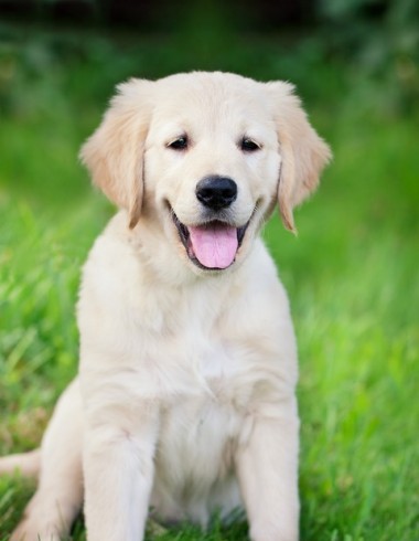 Holidays with dog for Best Agers