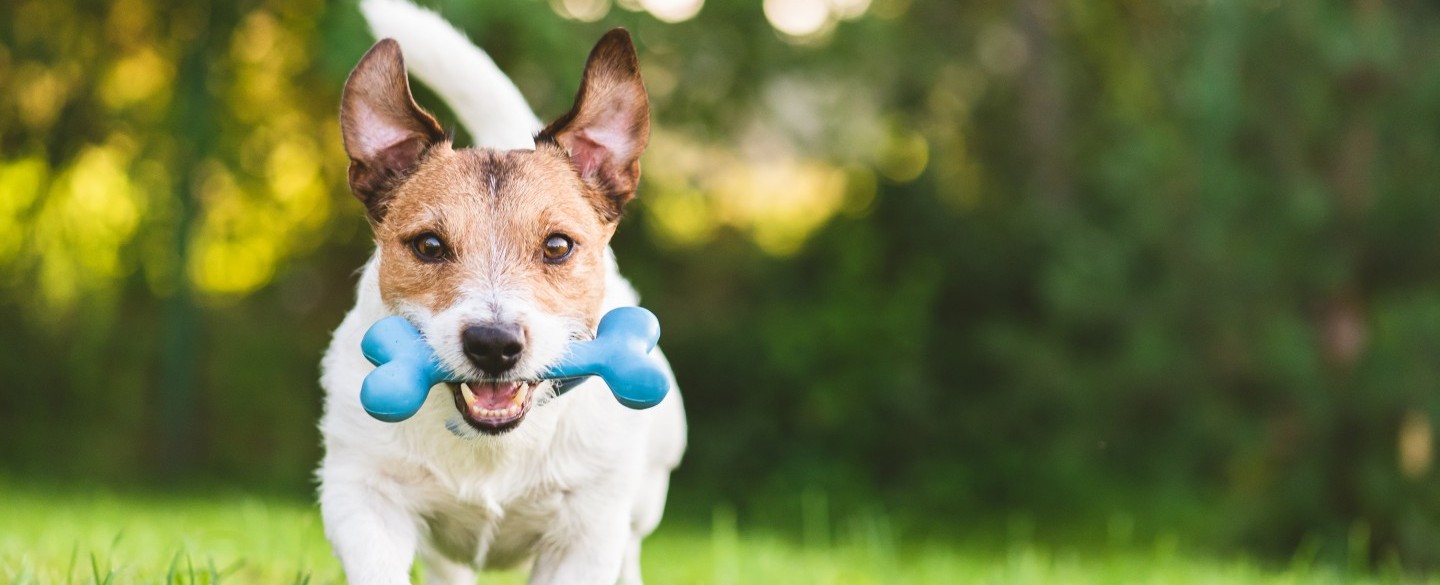 Vacances avec chien été 2021