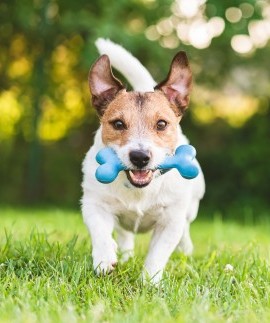 Hund mit blauem Knochen rennt