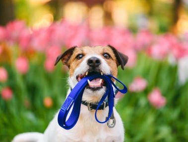 Hund hält Leine im Mund, pinke Rosen im Hintergrund