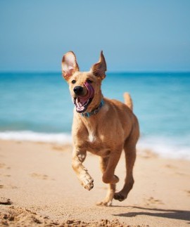 Zunge Raus, Strandferien Hund