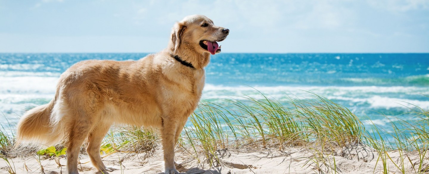 Schönes Wetter Goldener Retriever