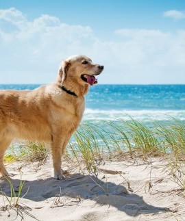 Schönes Wetter Goldener Retriever