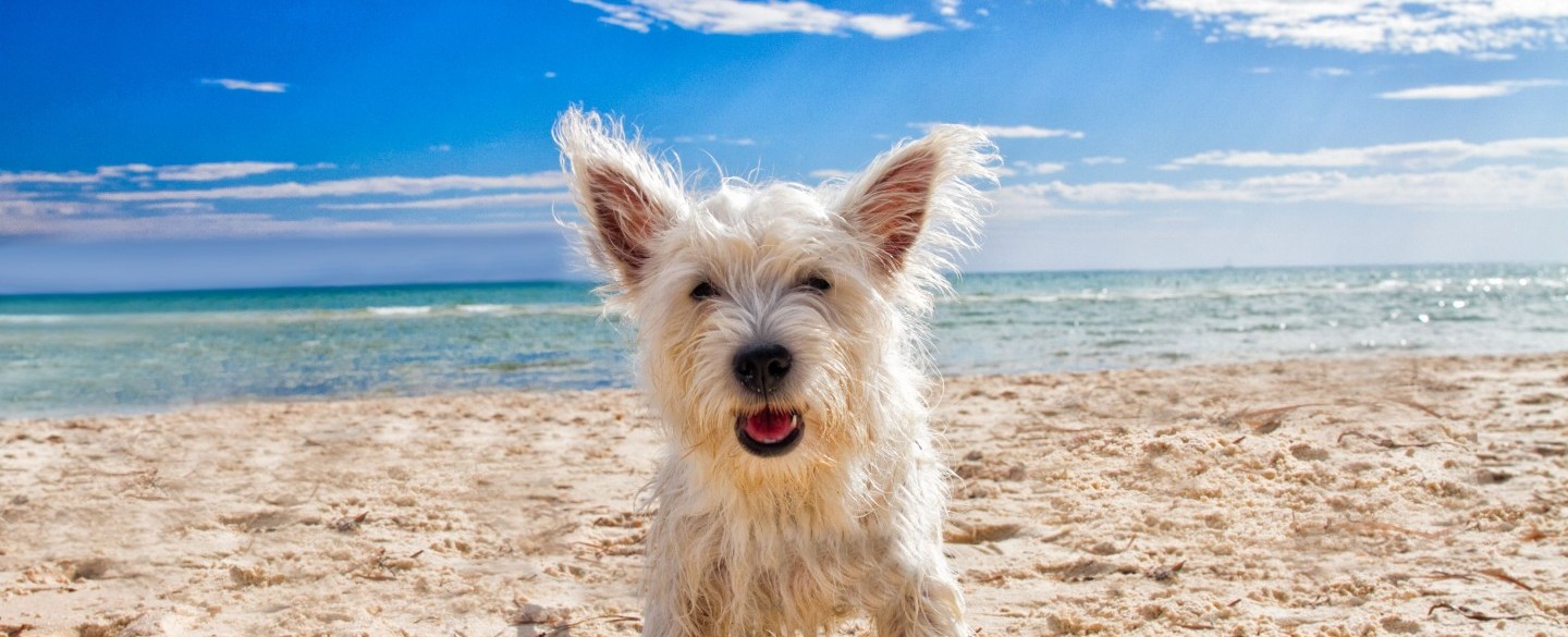 Schönes Wetter kleiner Hund