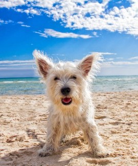 Schönes Wetter kleiner Hund