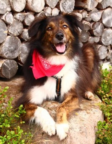 Suchhunde-Kurs Reka-Feriendorf Soerenberg