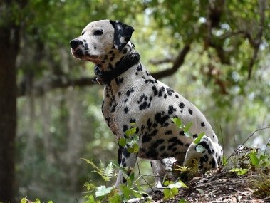 Wanderwoche mit Hund 2025