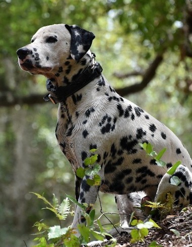 Wanderwoche mit Hund 2025