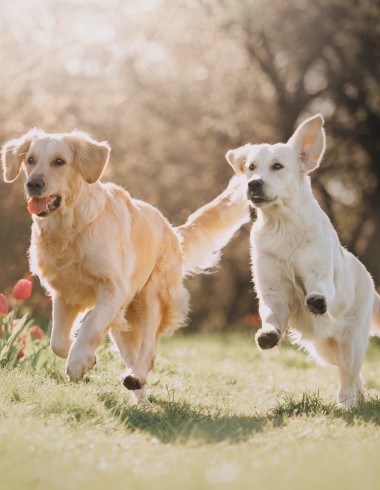 Erlebnistage mit Hund