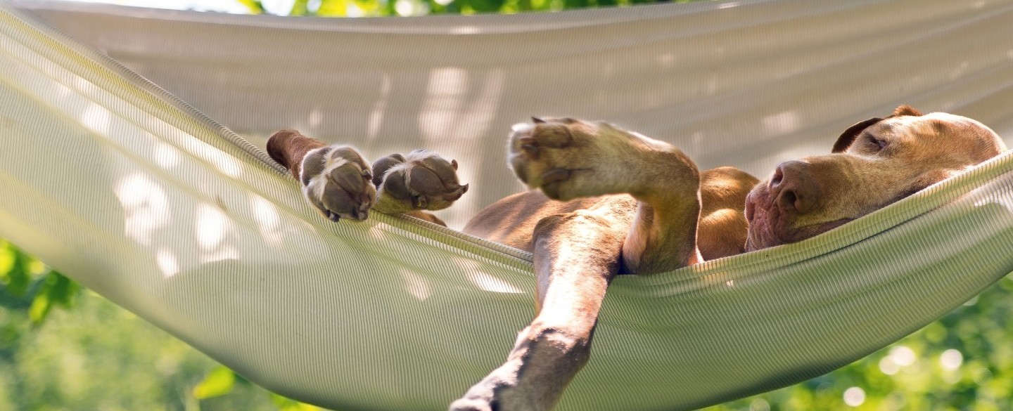 Hundeversicherung