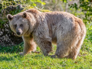 csm_03SyrischerBraunbaer_copyright-tierpark-goldau_f9caf345cf