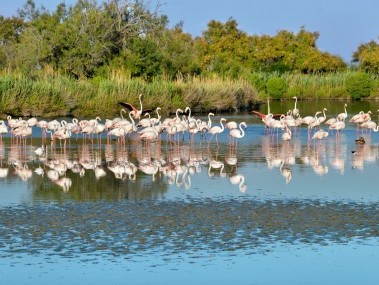Camargue