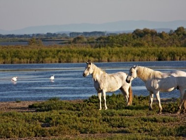 Reiten in der Camargue