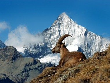 Bergziege und Matterhorn