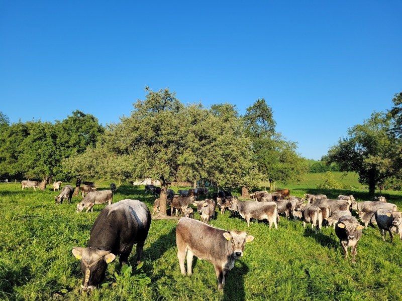 Tiere entzücken die Kleinen und Grossen - Erlebnishof Farnere Swiss-Lodge
