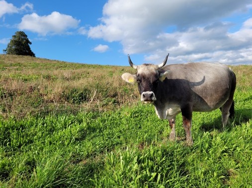 Stable animals thrill young and old - Adventure farmyard Farnere Swiss-Lodge