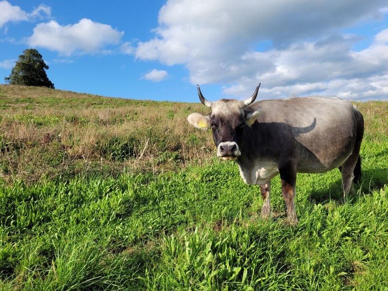 Tiere entzücken die Kleinen und Grossen - Erlebnishof Farnere Swiss-Lodge
