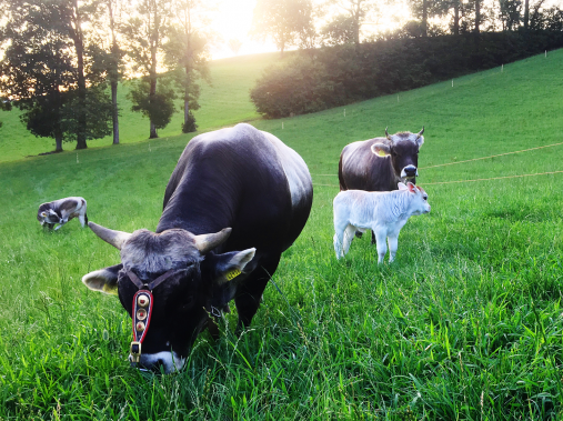 Stable animals thrill young and old - Adventure farmyard Farnere Swiss-Lodge