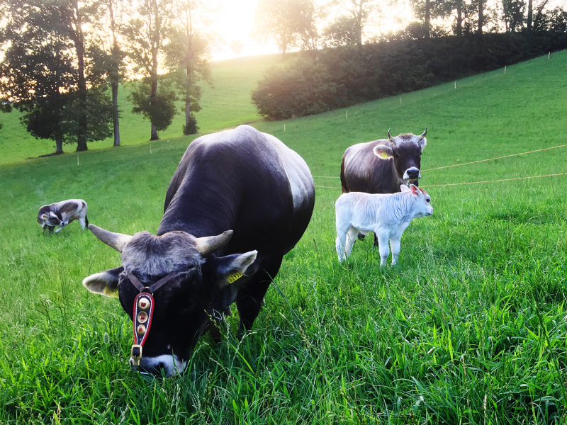 Tiere entzücken die Kleinen und Grossen - Erlebnishof Farnere Swiss-Lodge