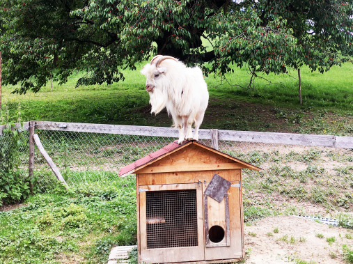 Stable animals thrill young and old - Adventure farmyard Farnere Swiss-Lodge
