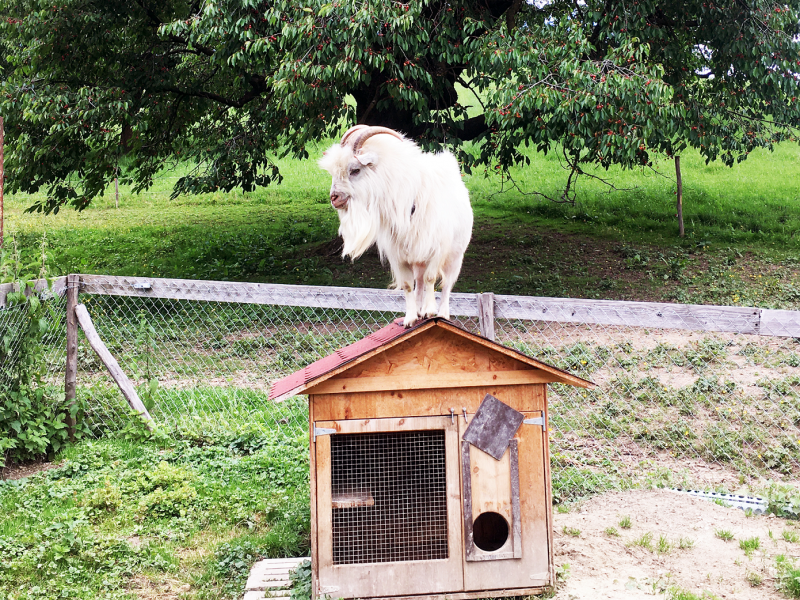 Tiere entzücken die Kleinen und Grossen - Erlebnishof Farnere Swiss-Lodge