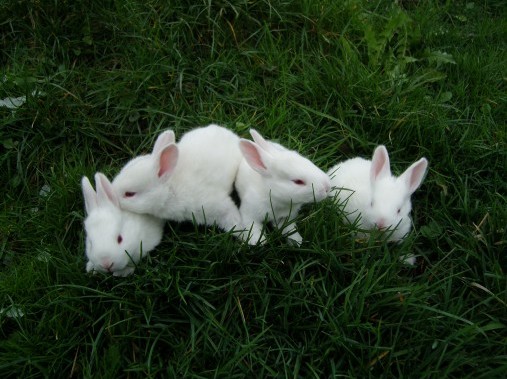Stable animals thrill young and old - Adventure farmyard Farnere Swiss-Lodge