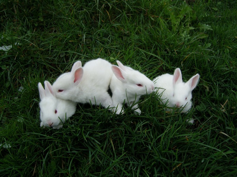 Tiere im Stall entzücken die Kleinen und Grossen - Erlebnishof Farnere Swiss-Lodge