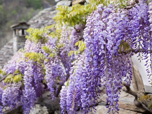 Exterior view of the holiday complex - Rustici della Verzasca