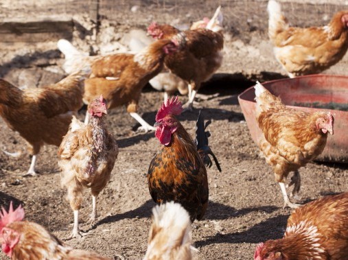 Les animaux de l'étable font craquer petits et grands - Podere Monte Sixeri Residenze di Campagna