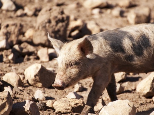 Les animaux de l'étable font craquer petits et grands - Podere Monte Sixeri Residenze di Campagna
