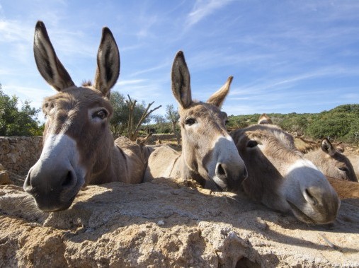 Les animaux de l'étable font craquer petits et grands - Podere Monte Sixeri Residenze di Campagna