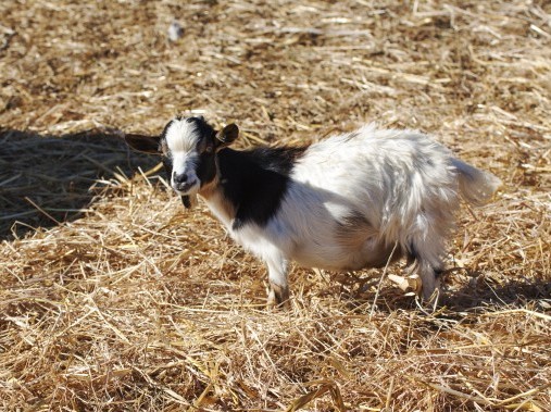 Les animaux de l'étable font craquer petits et grands - Podere Monte Sixeri Residenze di Campagna