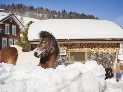 Vue extérieure en hiver - Village de vacances Reka Urnäsch