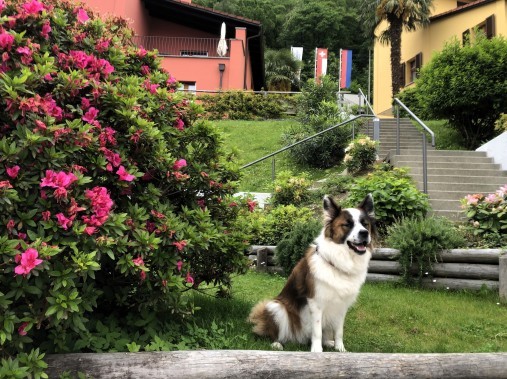 Aussenansicht im Sommer - Reka-Ferienanalge Magadino