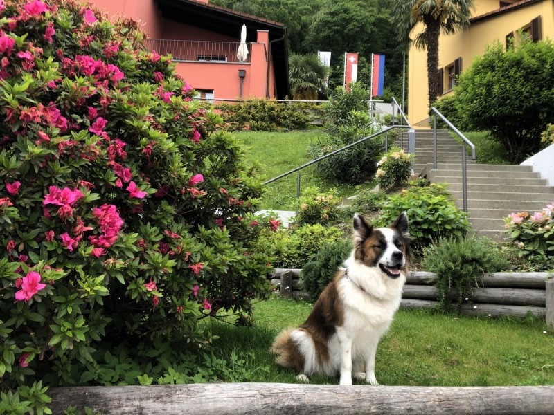 Vue extérieure en été - Maison de vacances Reka Magadino