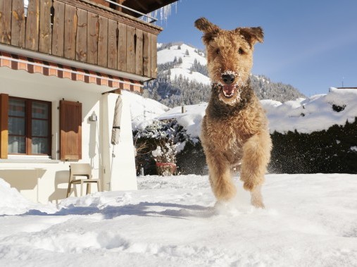 Ferien mit Hund im Winter - Reka-Ferienhaus Rougemont