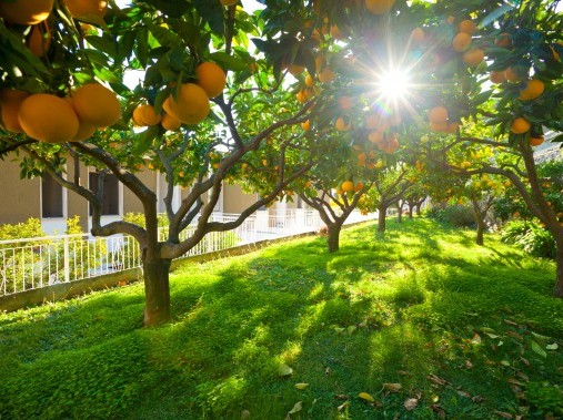 Garten - Residence Sant'Anna Pietra Ligure